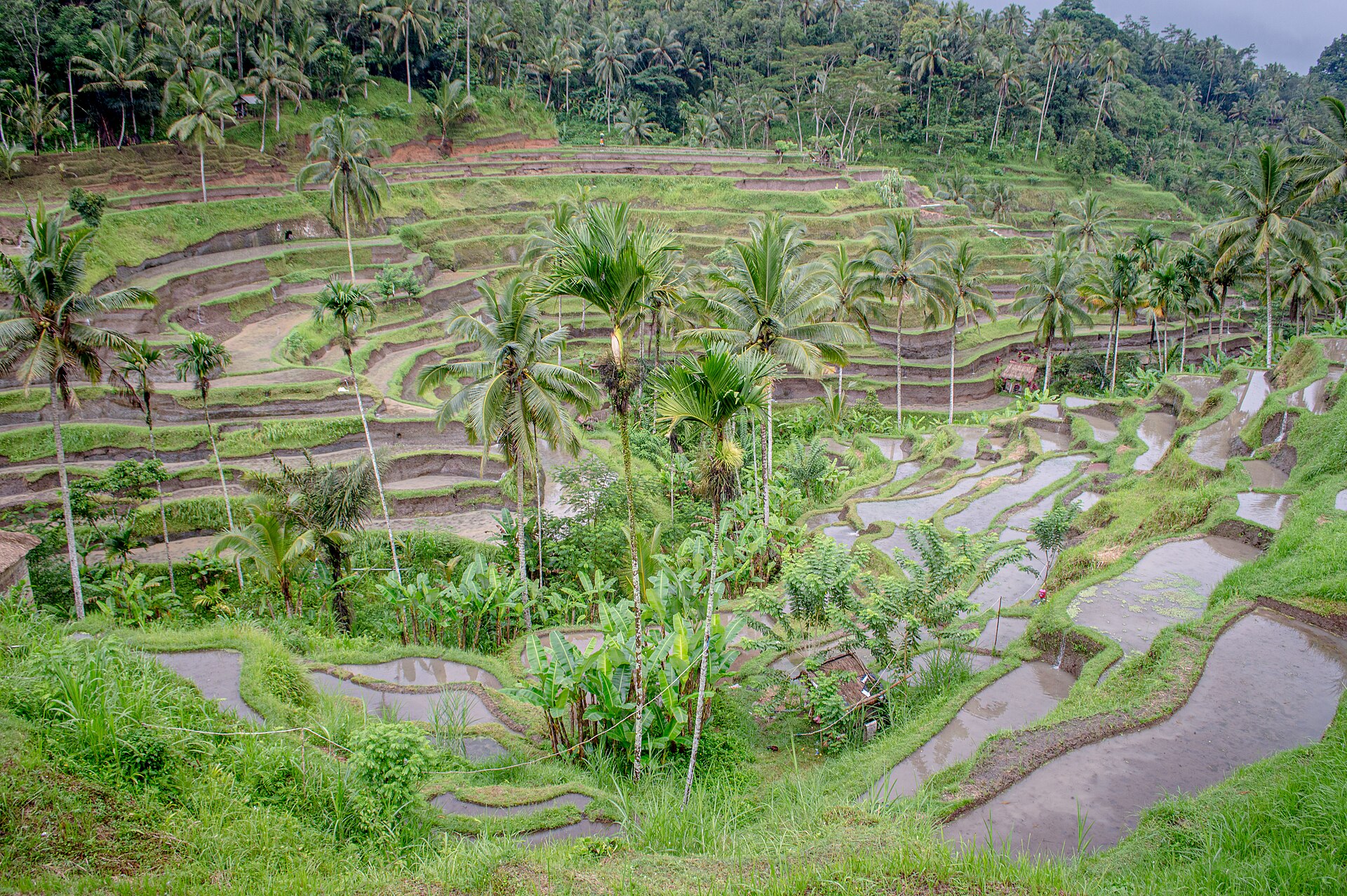 Bali Honeymoon — Ubud Villas & Uluwatu Sunsets — photograph 4