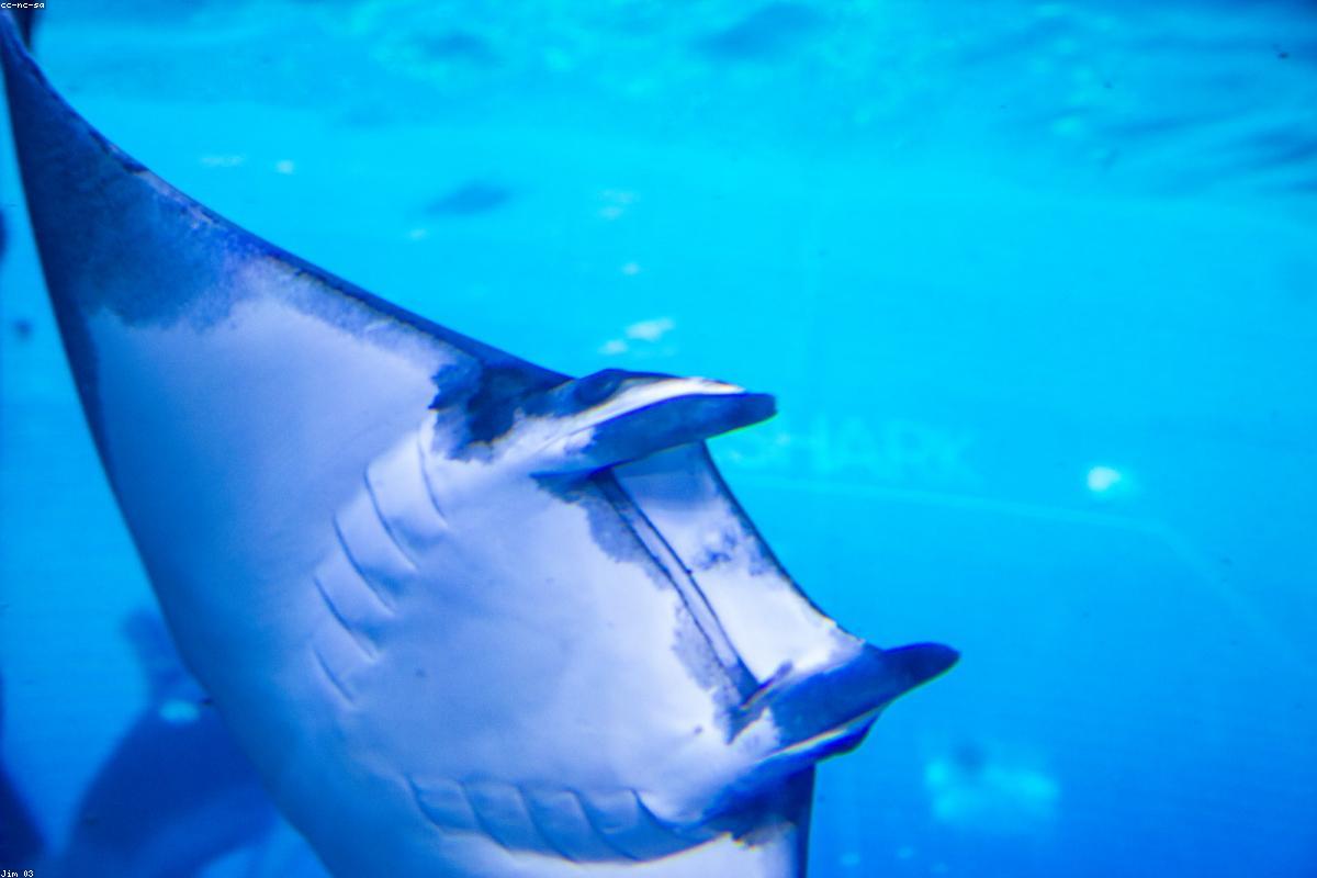 Holiday packages in Dubai, United Arab Emirates