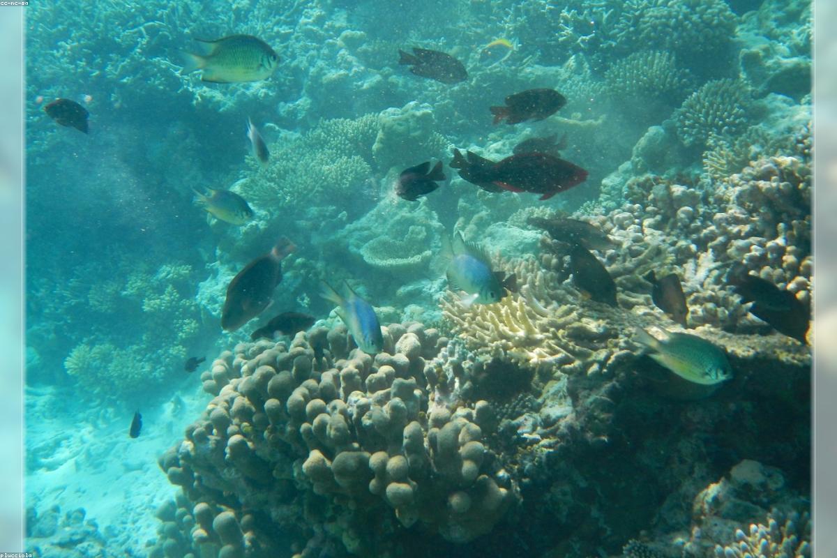 Maldives Overwater Honeymoon