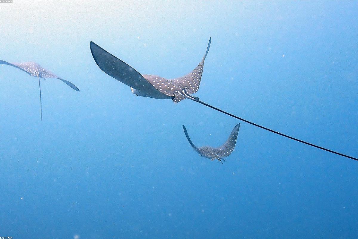 Maldives Overwater Honeymoon — photograph 4